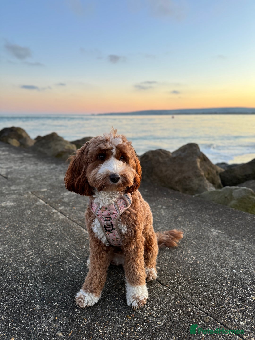 Australian Labradoodle dogs for sale: Pure Multigen Australian Labradoodle Puppies - Image 30