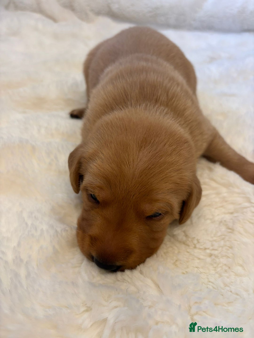 Labrador Retriever dogs for sale: KC REGISTERED DNA TESTED LABRADOR PUPPIES - Image 16