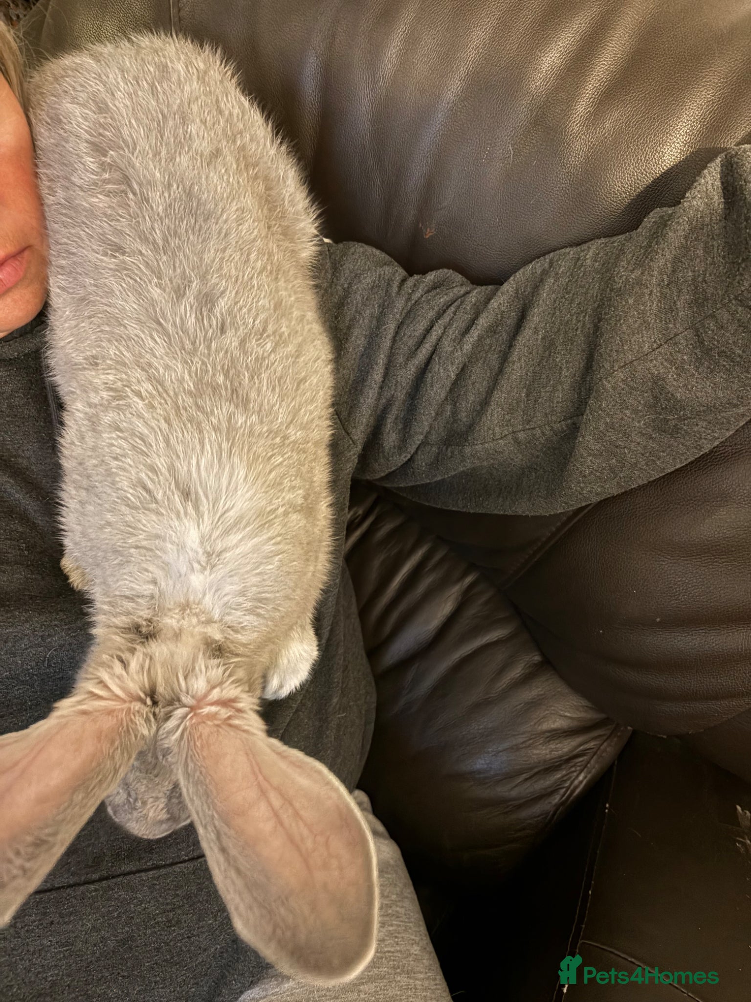 Continental Giant rabbits Gorgeous litter of continental giant bunnies😍 - Advert 2