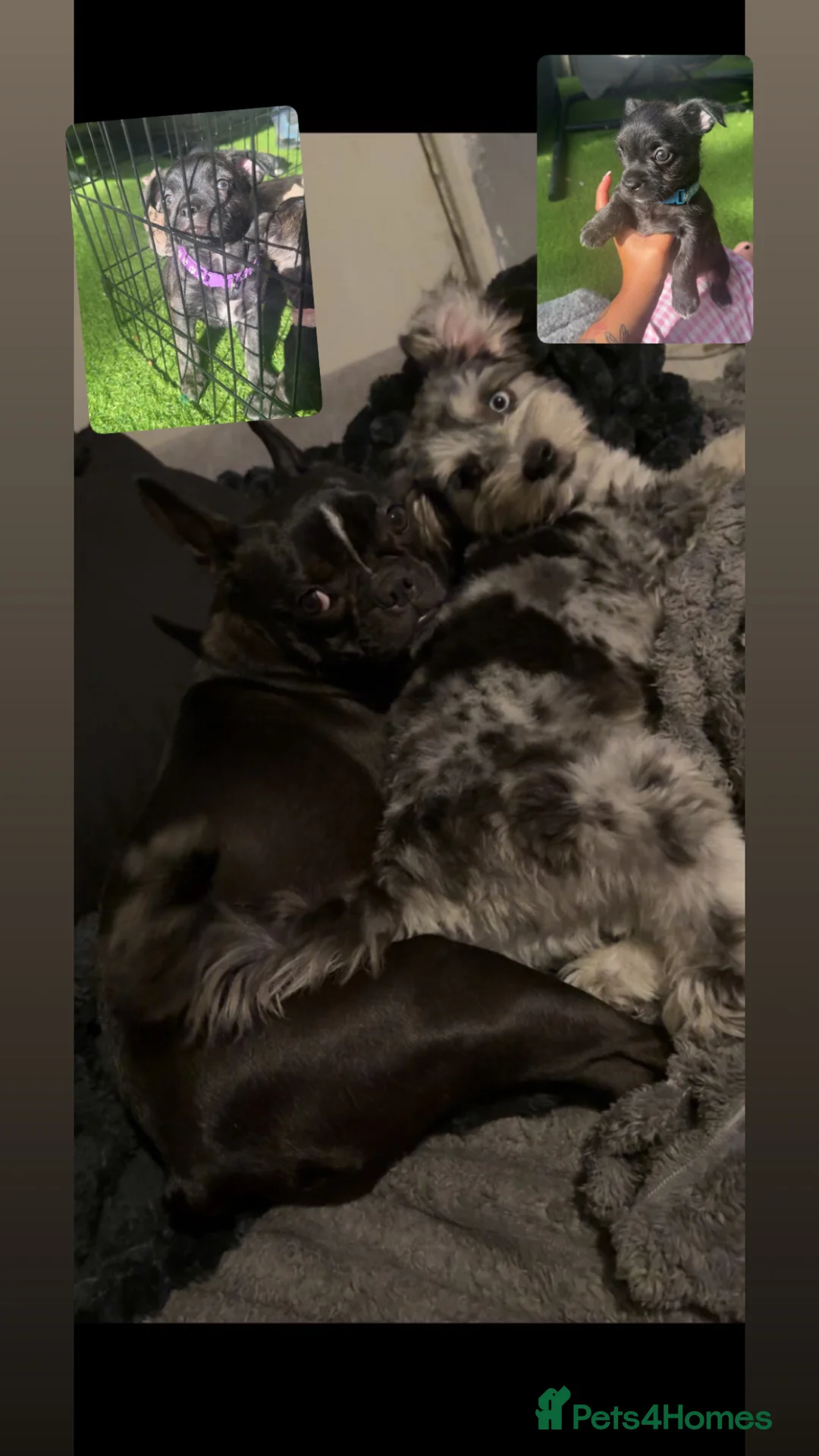 Mixed Breed dogs for sale: Two female puppies for sale  - Advert 2