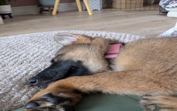 German Shepherd dogs for sale: German shepherd girl 16 week old  - Image 5