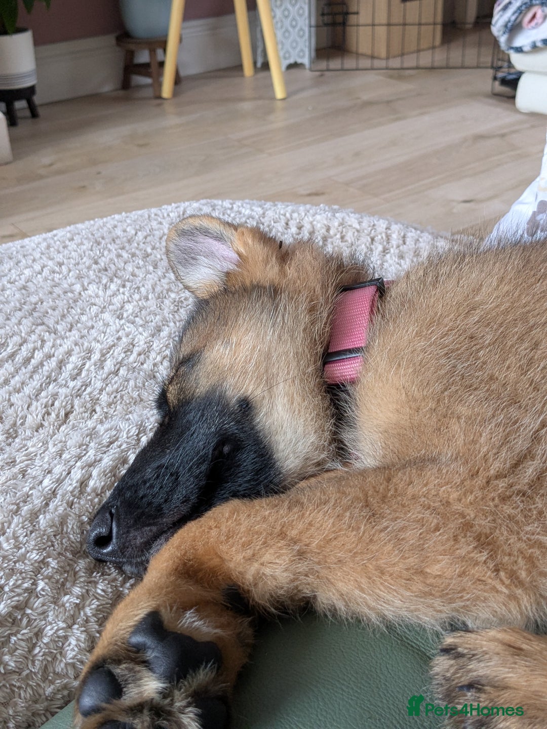 German Shepherd dogs for sale: German shepherd girl 16 week old  - Image 5
