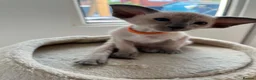 Siamese cats for sale: GCCF Registered Stunning Siamese Kittens  - Advert 13