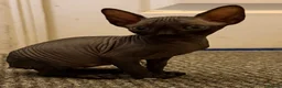 Sphynx cats for sale: Beautiful female baby Sphynx for sale  in Leicester - Advert 9