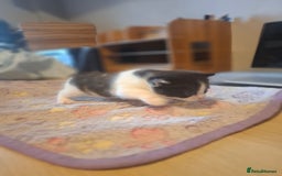 Mixed Breed cats for sale: 1 kitten left. READY NOW - Image 15
