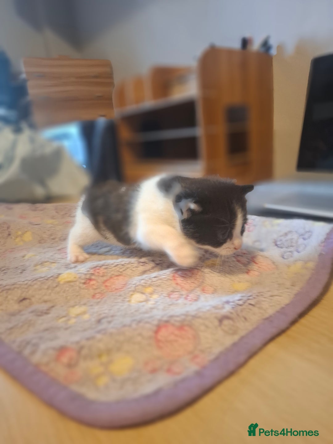Mixed Breed cats for sale: 1 kitten left. READY NOW - Image 15