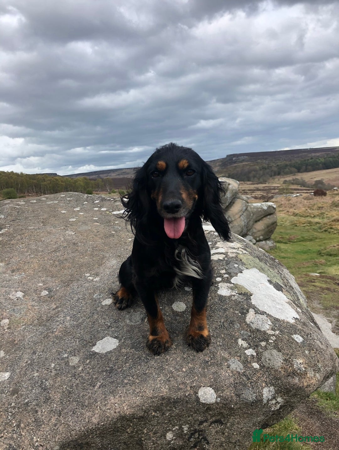 Cocker Spaniel dogs for sale: 1 Beautiful KC Reg working cocker bitch left! - Image 13