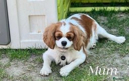Cavalier King Charles Spaniel dogs for sale: Champion Sired KC Reg Cavalier King Charles  - Image 3