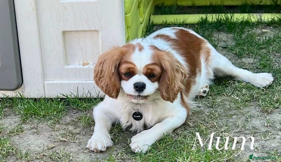 Cavalier King Charles Spaniel dogs for sale: Champion Sired KC Reg Cavalier King Charles  - Image 3