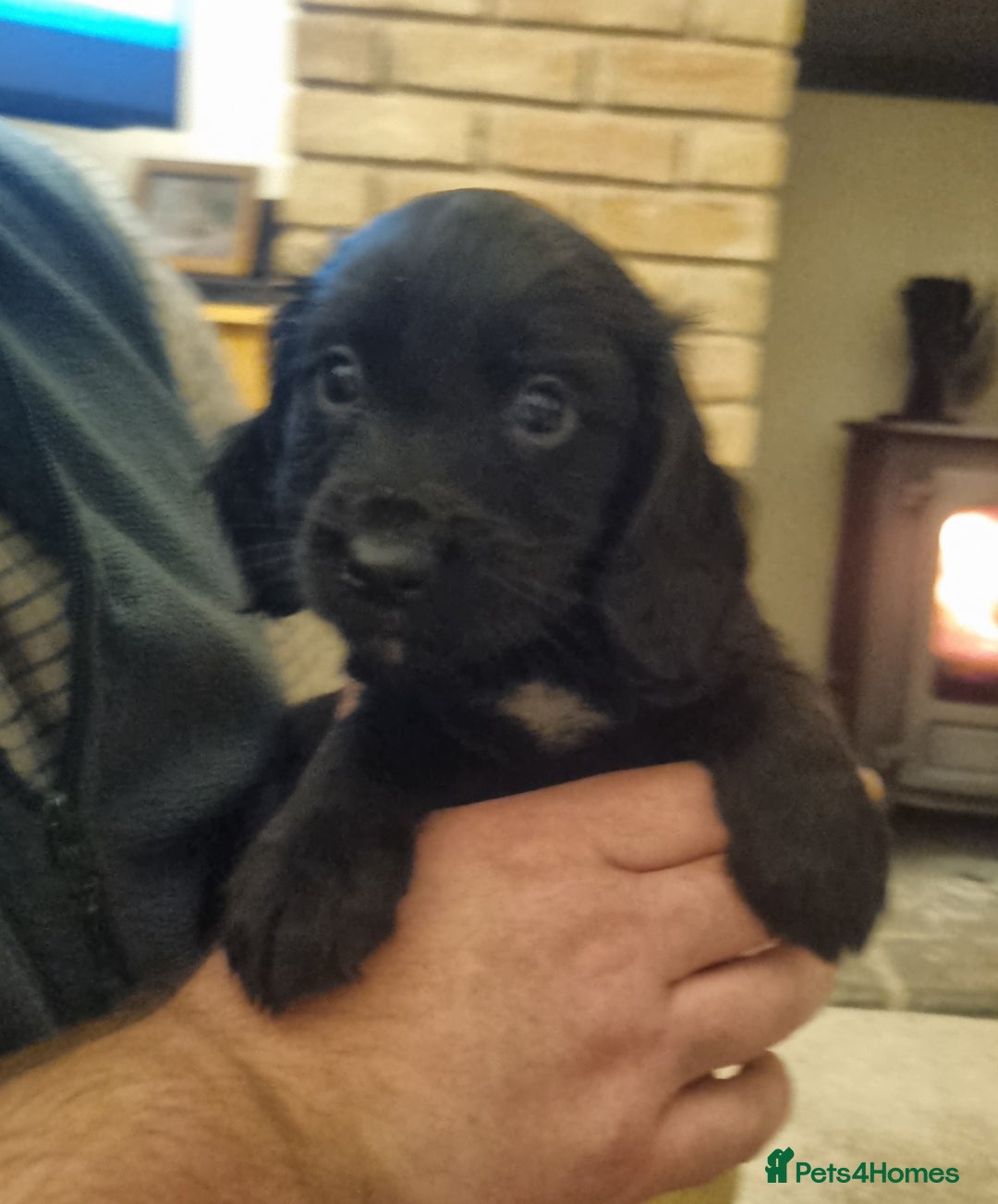Cocker Spaniel dogs for sale: Gorgeous Working Cocker Boys - Advert 8