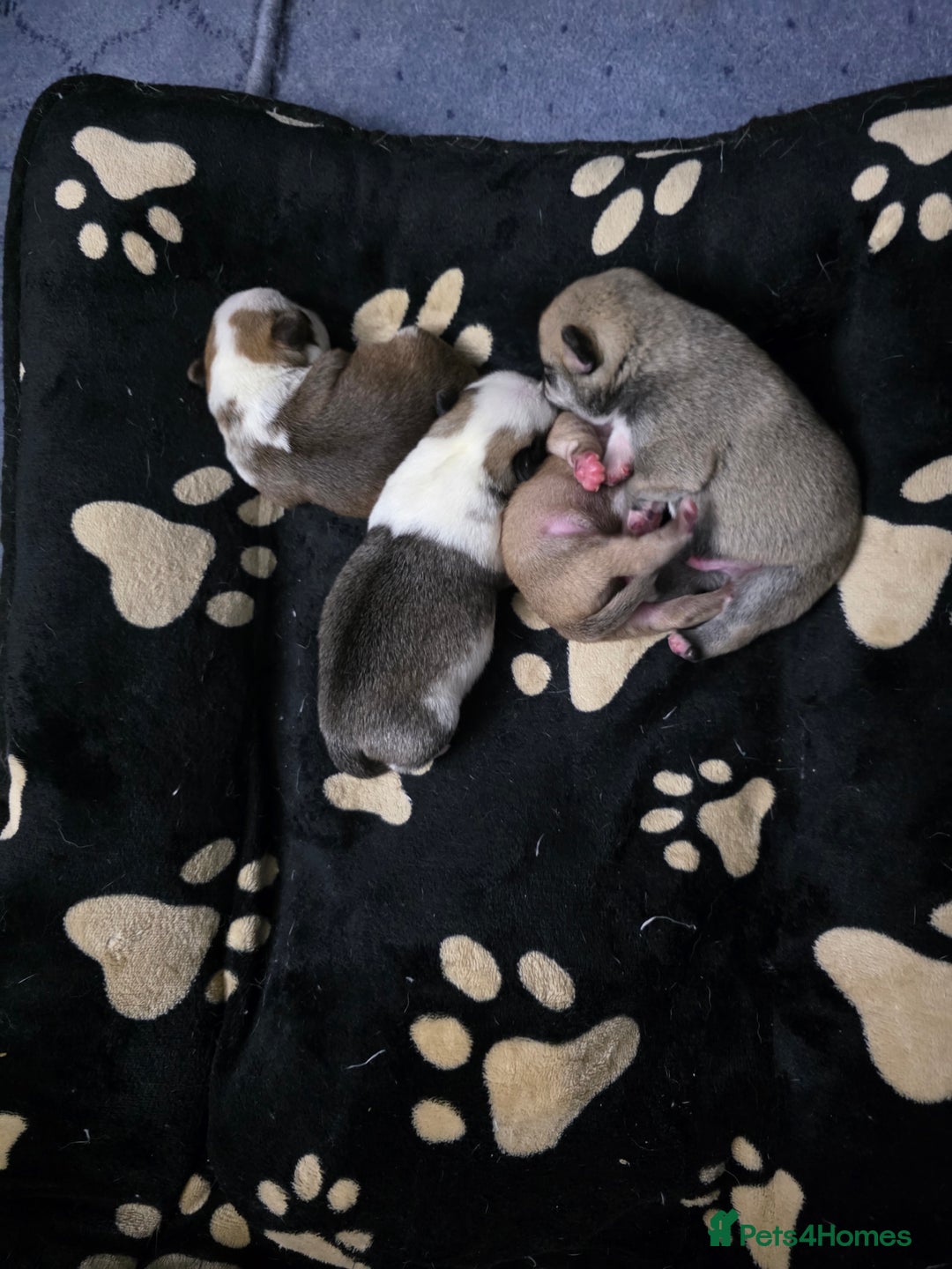 Pug dogs for sale: Kc registered rare colours  - Advert 6
