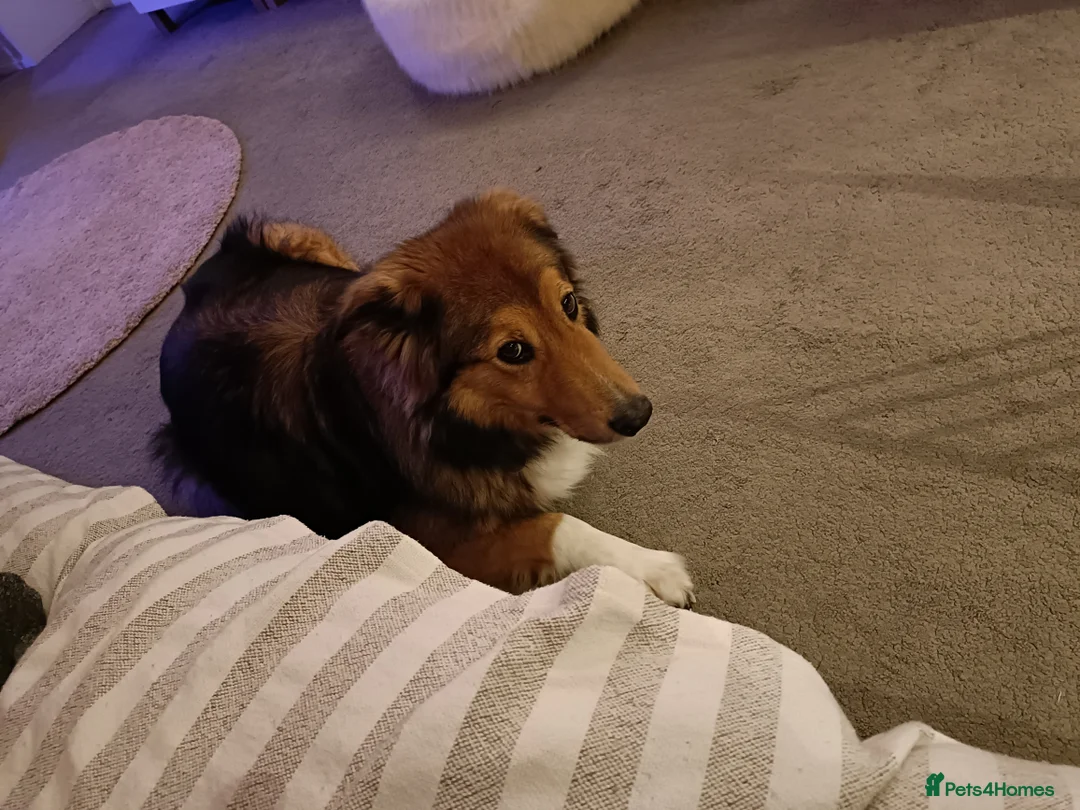 Mixed Breed dogs for sale: Beautiful Rough collie cross - Advert 3