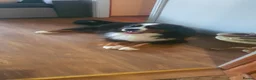 Bernese Mountain Dog dogs for stud: Bernese mountain dog-proven stud in Boston - Advert 6