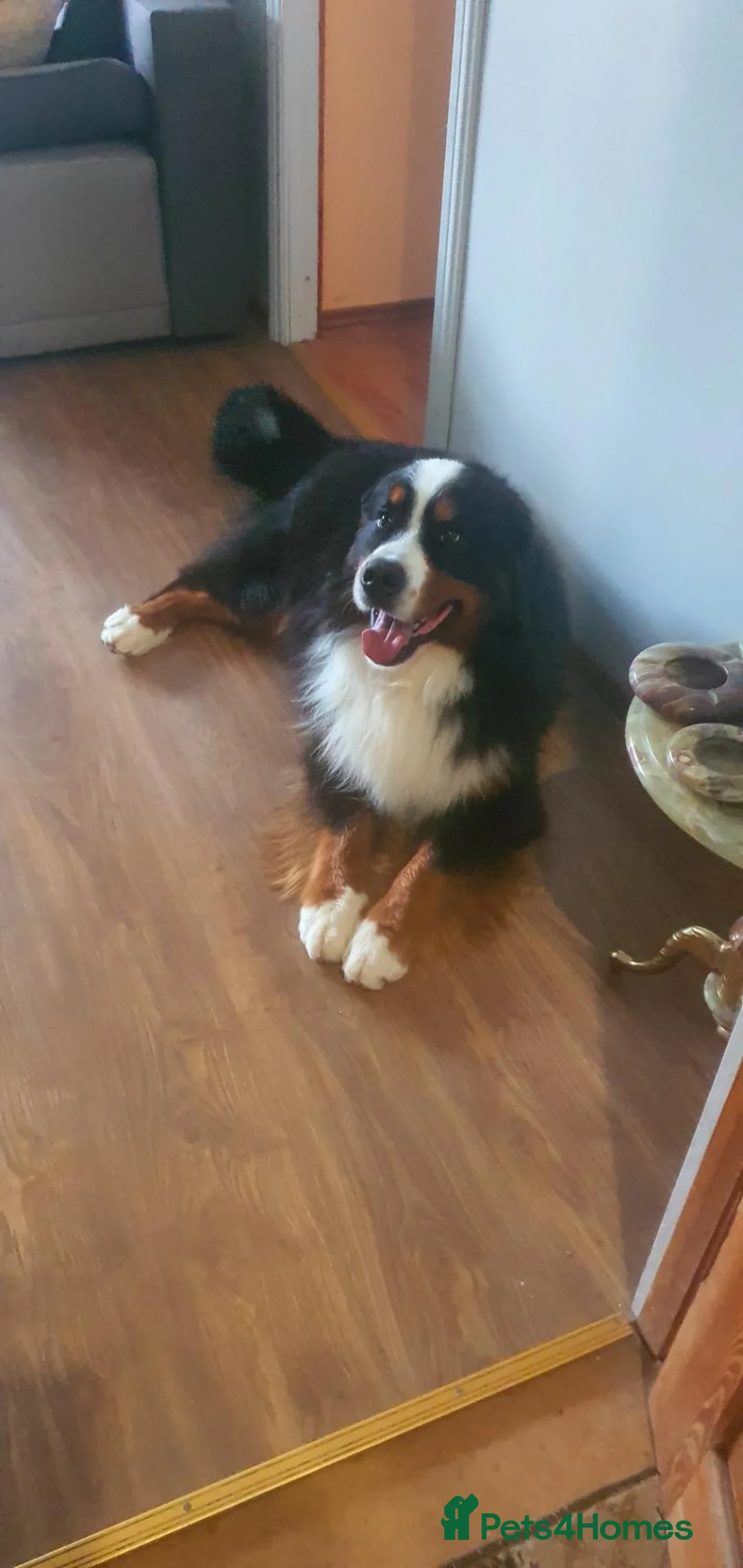 Bernese Mountain Dog dogs for stud: Bernese mountain dog-proven stud in Boston - Advert 6