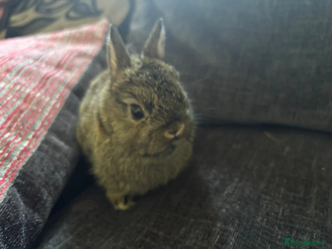 Netherland Dwarf rabbits for sale: Neathland dwalf babies in Boston - Advert 5