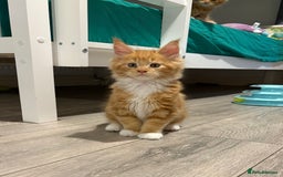 Maine Coon cats for sale: Stunning TICA REGISTERED Maine Coon kittens  - Image 11