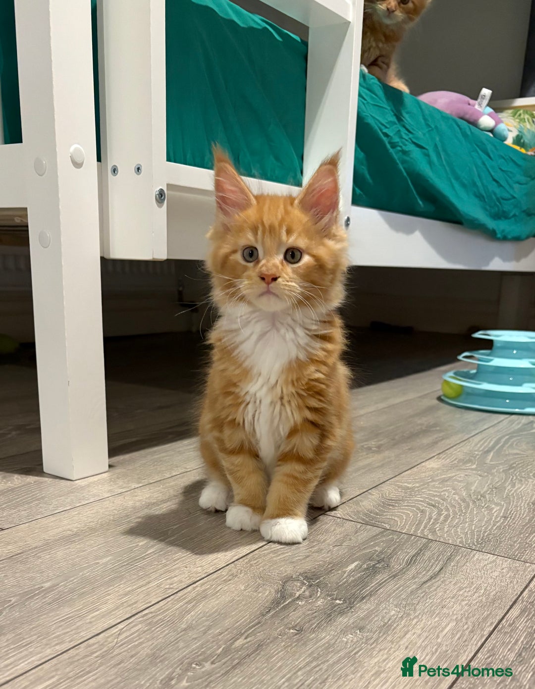 Maine Coon cats for sale: Stunning TICA REGISTERED Maine Coon kittens  - Image 11