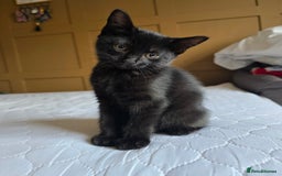 Domestic Shorthair cats for sale: Adorable black/brown kittens 13 weeks ready now - Image 9