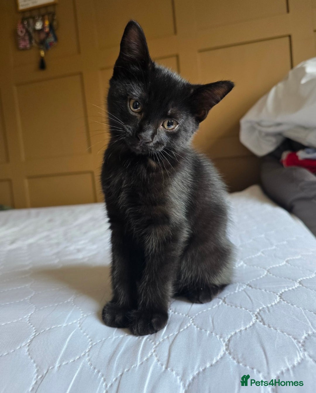 Domestic Shorthair cats for sale: Adorable black/brown kittens 13 weeks ready now - Image 9