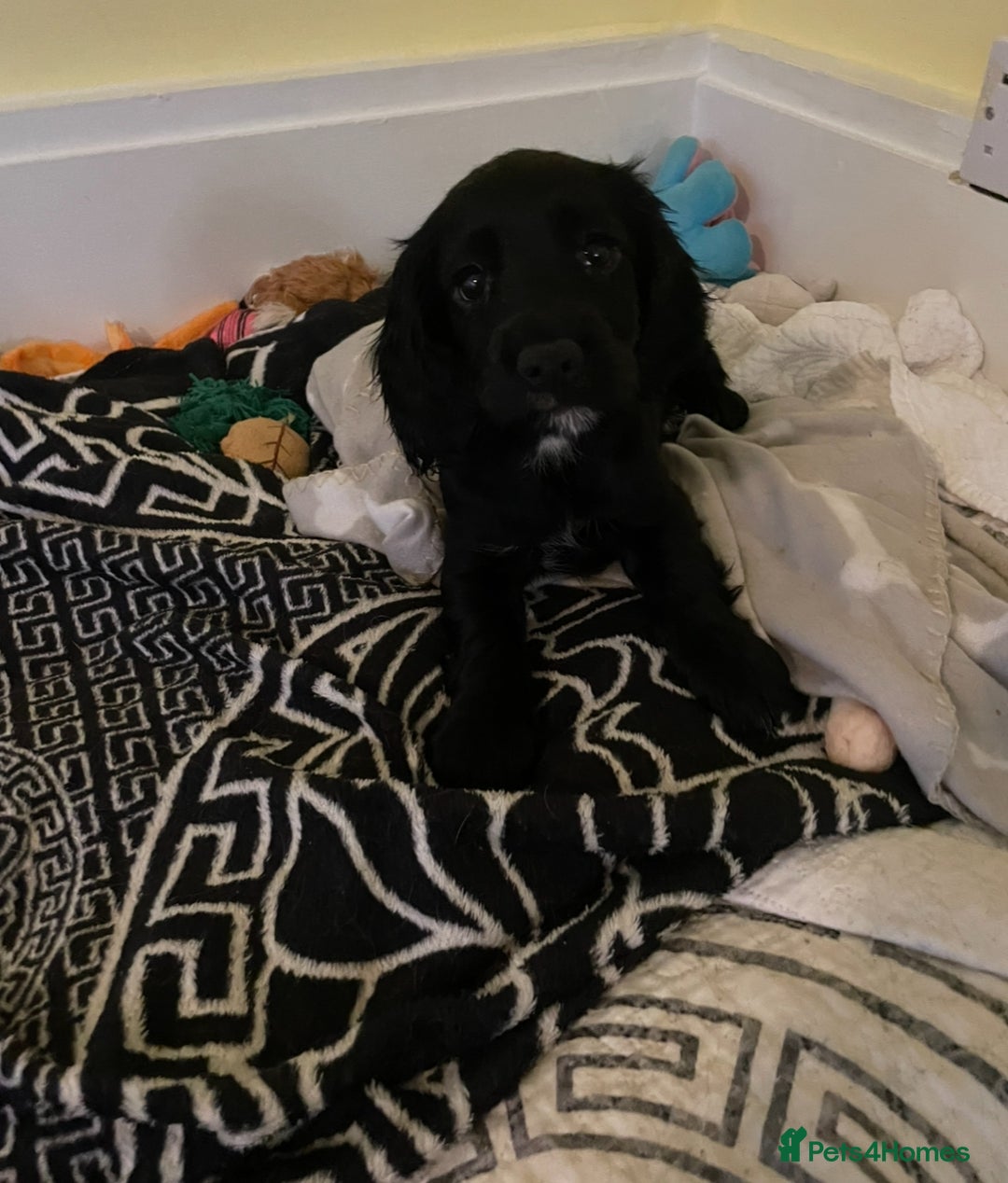 Cocker Spaniel dogs for sale: Cocker Spaniel puppies kennel club registered - Advert 9