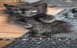 Ragdoll cats for sale: Ragdoll cross kittens - Image 8