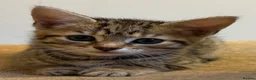 Savannah cats for sale: Stunning Savannah cross kittens, mum TICA reg - Advert 28