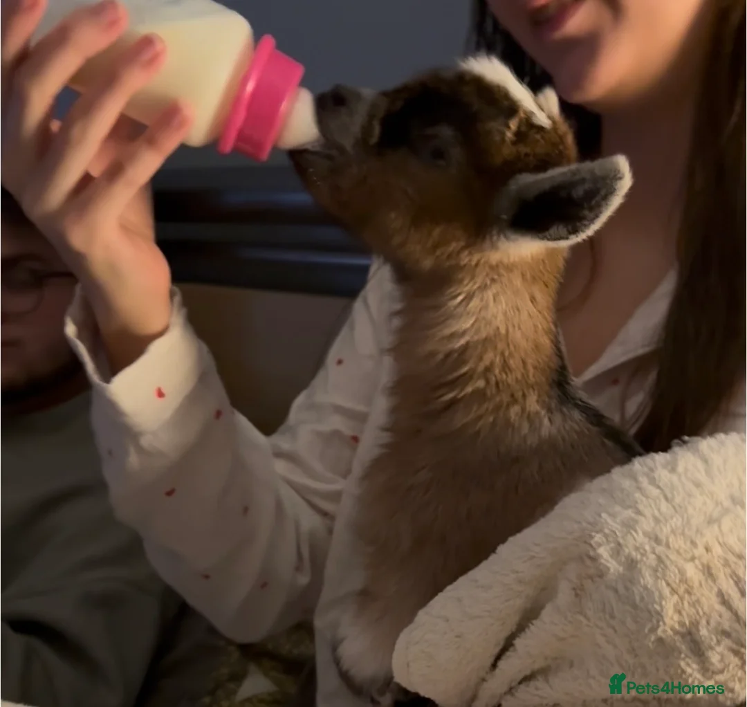 Goats livestock for sale: ADORABLE TINY BABY PYGMY GOATS  - Advert 1