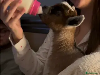 Goats livestock ADORABLE TINY BABY PYGMY GOATS - Advert 17