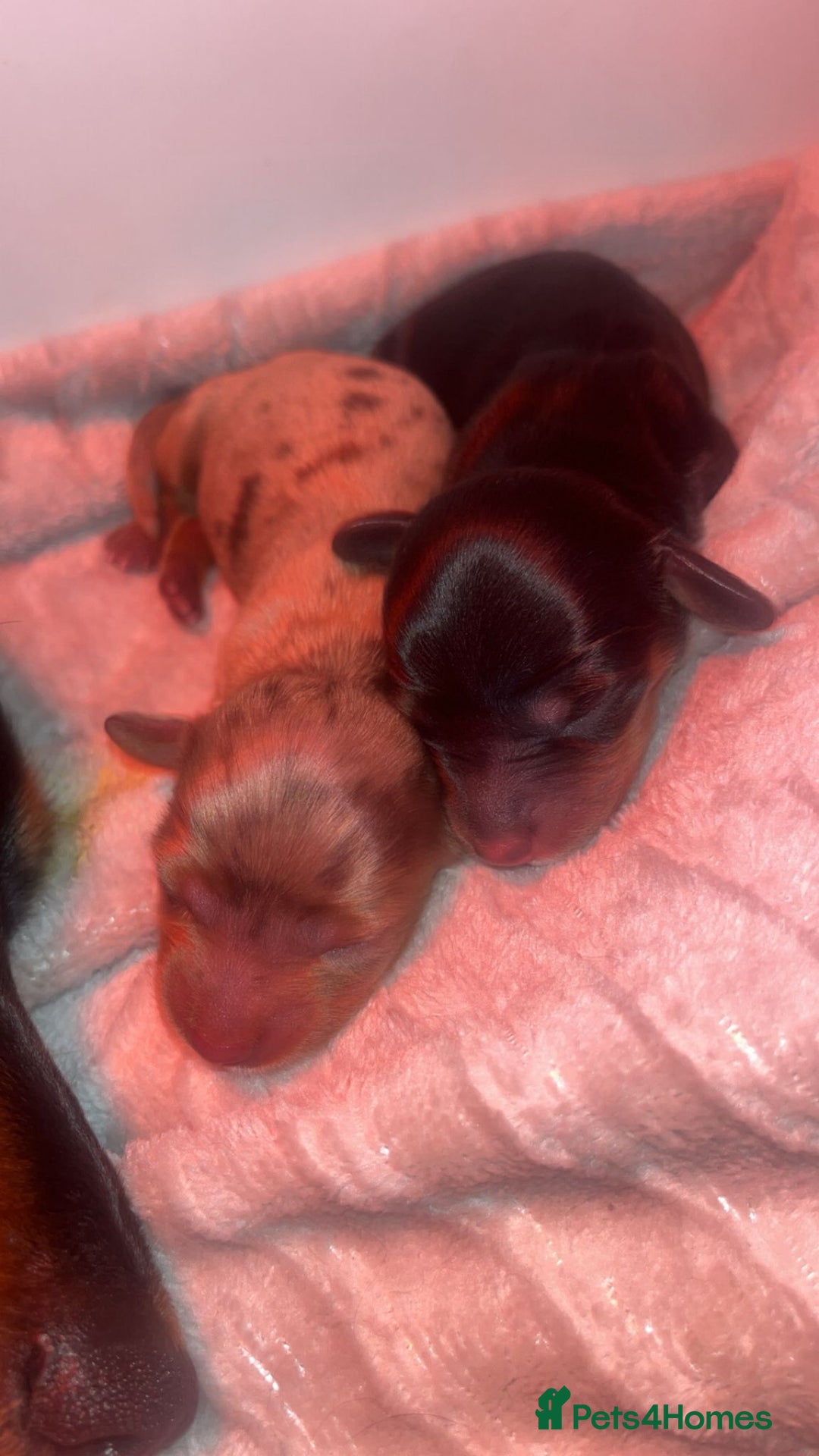 Miniature Dachshund dogs for sale: KC Reg Long-Haired Miniature Dachshund Puppies  - Advert 19