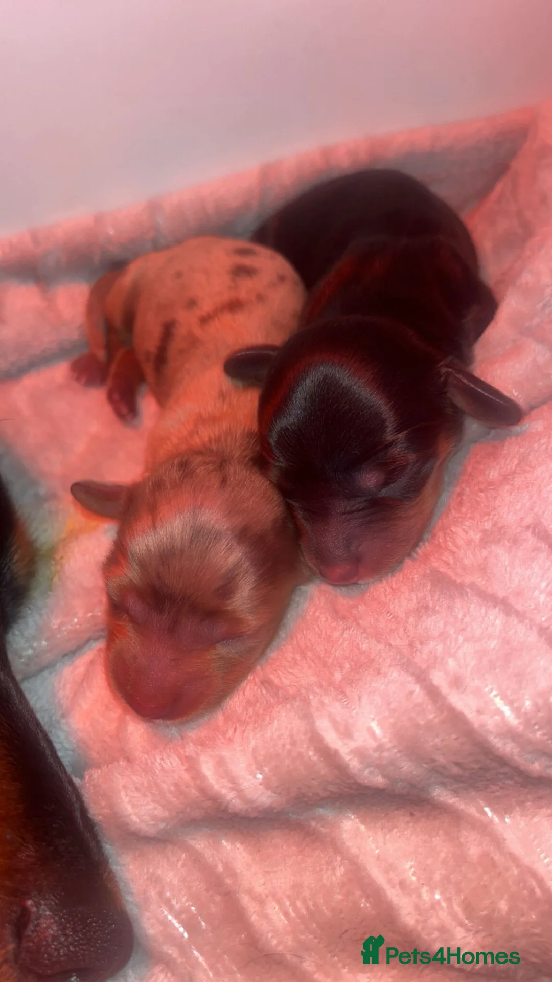 Miniature Dachshund dogs for sale: KC Reg Long-Haired Miniature Dachshund Puppies  - Advert 17