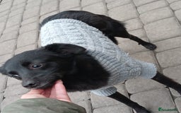 Mixed Breed dogs for adoption: 💖🐶 SUNNY 🐶💖 - Image 6