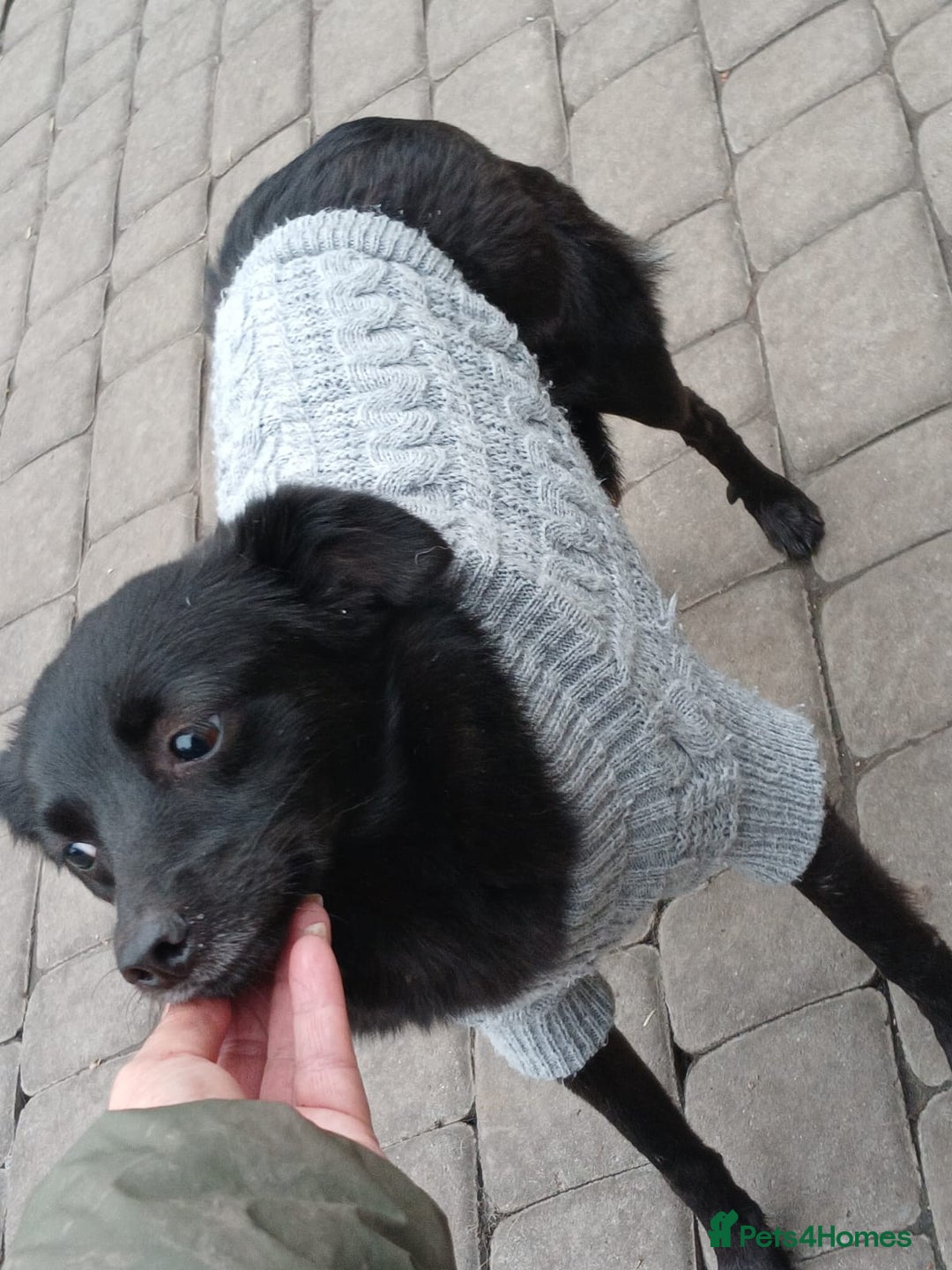 Mixed Breed dogs for adoption: 💖🐶 SUNNY 🐶💖 - Image 6