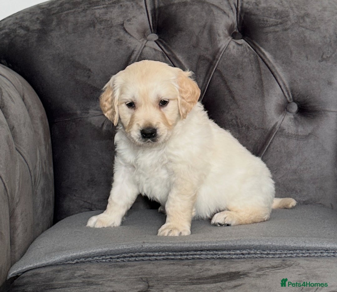 Golden Retriever dogs for sale: Beautiful golden retriever puppies for sale  - Image 8