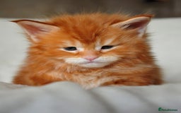 Maine Coon cats for sale: Mane Coon xxxl - Image 9
