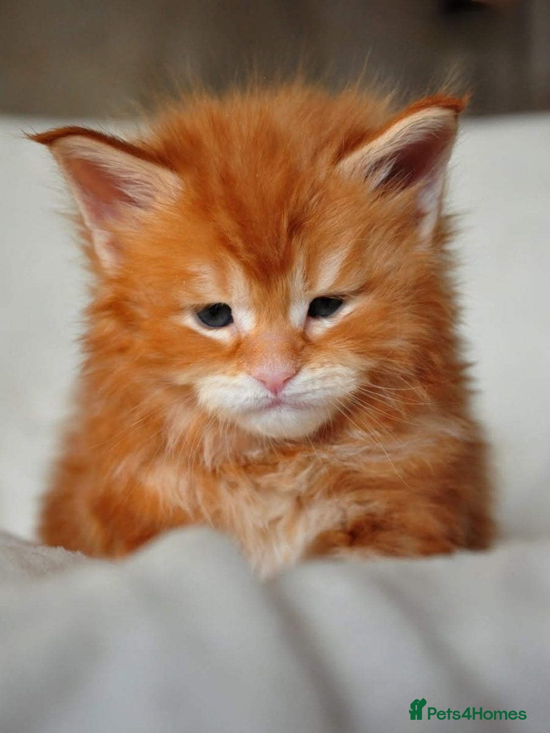 Maine Coon cats for sale: Mane Coon xxxl - Image 9