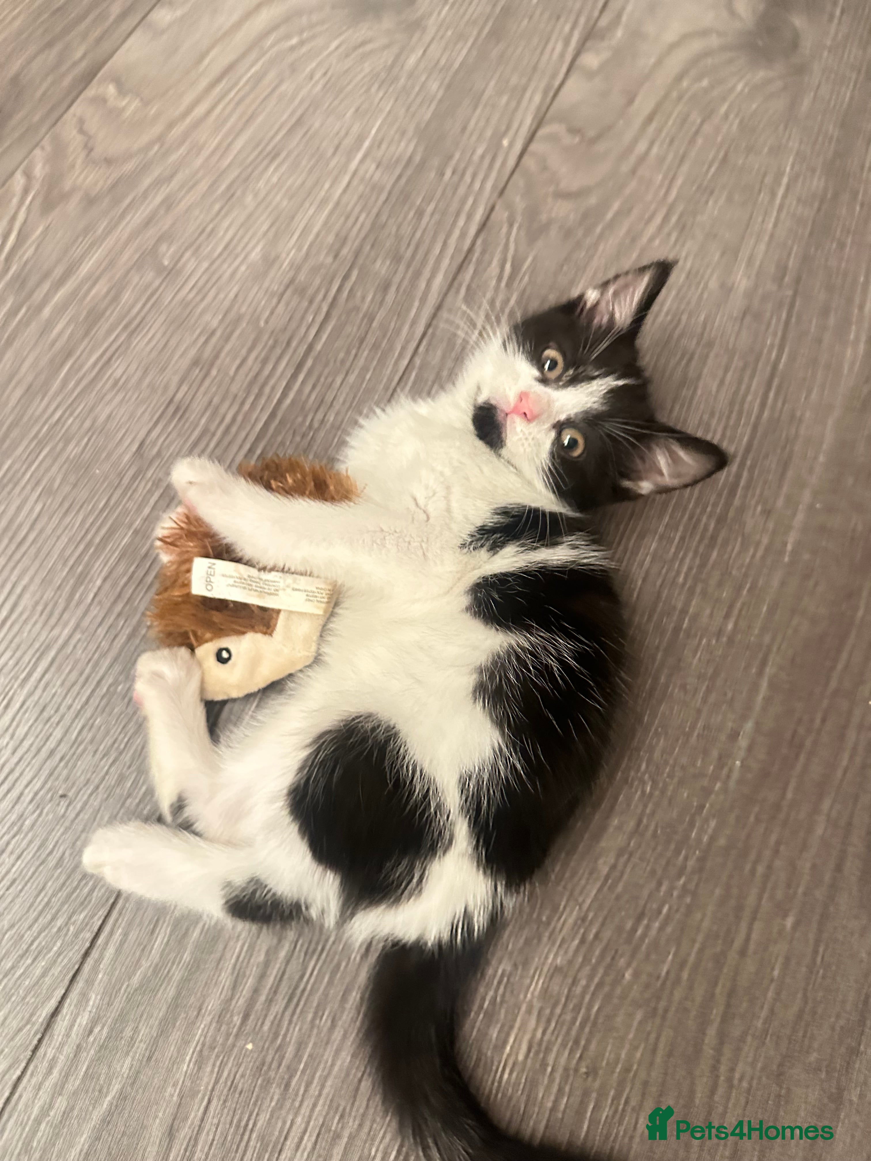 Mixed Breed cats mixed breed female kitten in need of a home!! - Advert 12