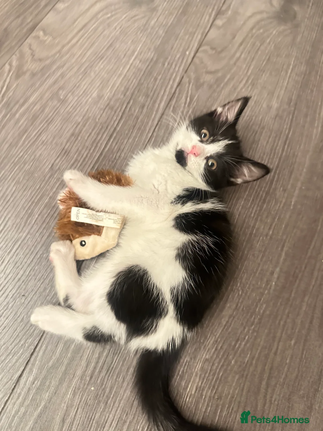 Mixed Breed cats for sale: mixed breed female kitten in need of a home!! - Advert 1