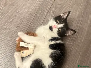 Mixed Breed cats mixed breed female kitten in need of a home!! - Advert 12