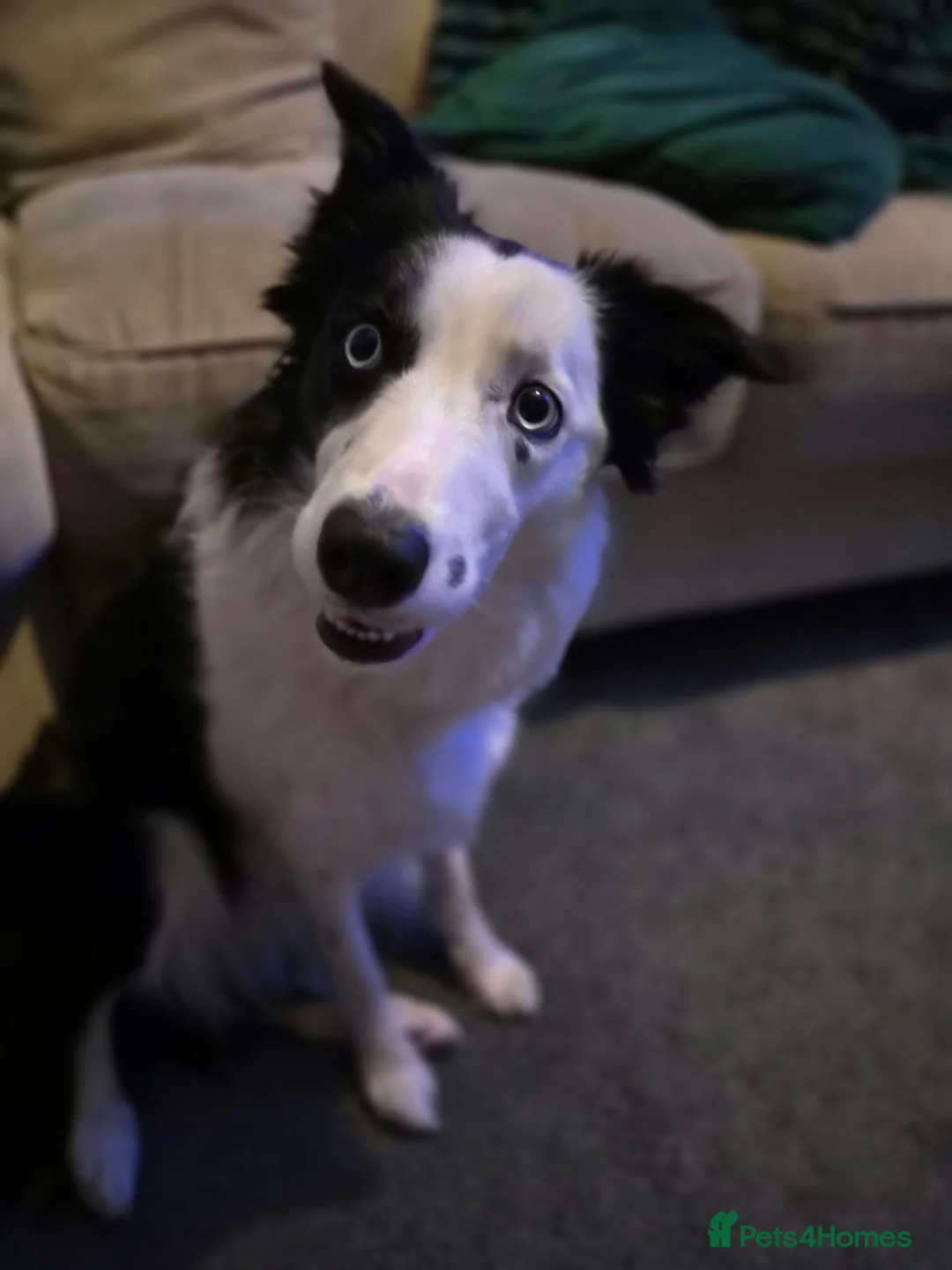 Border Collie dogs for sale: 11 month old boarder collie  - Advert 2