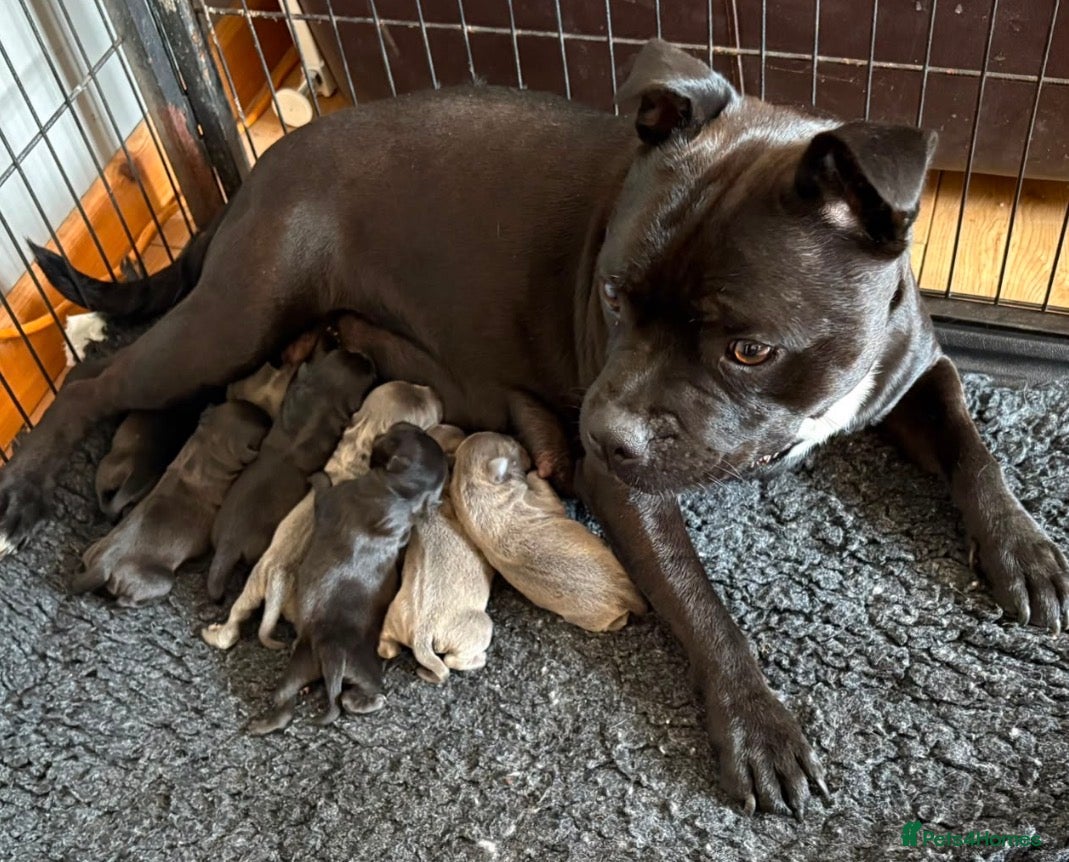 Staffordshire Bull Terrier dogs STAFFORDSHIRE BULLTERRIERPITOXJOKERXBILL@BULLSCAFF - Advert 5