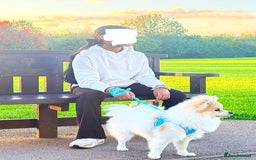 Pomeranian dogs for sale: 🐶 🐾  Adorable Purebred Pomeranian Boy  🐾  🐶 - Image 3