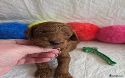 Mini Goldendoodle dogs for sale: 👑Superb Rare Toy/Mini Deepest Red Goldendoodles👑 - Image 23
