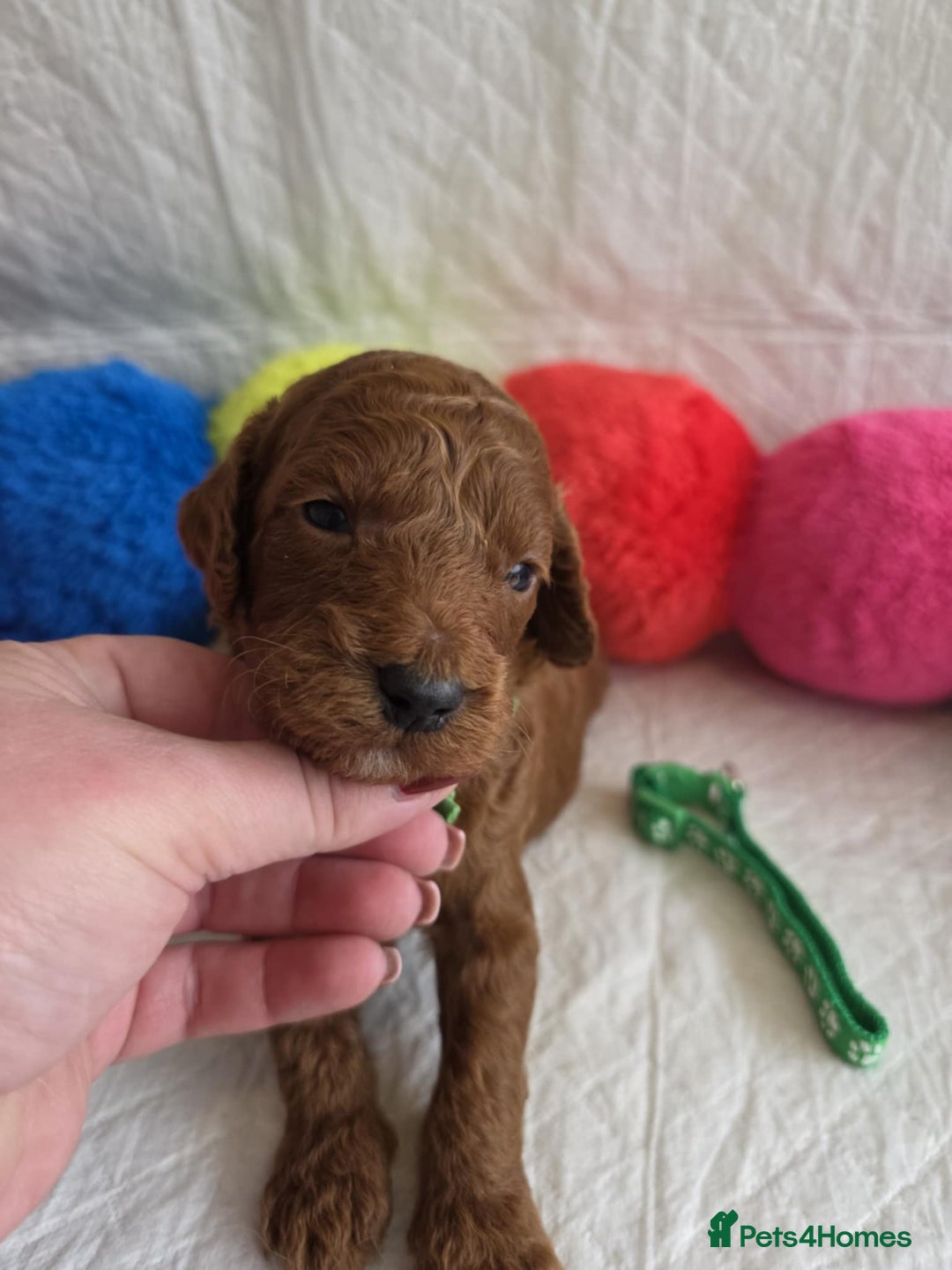 Mini Goldendoodle dogs for sale: 👑Superb Rare Toy/Mini Deepest Red Goldendoodles👑 - Image 23