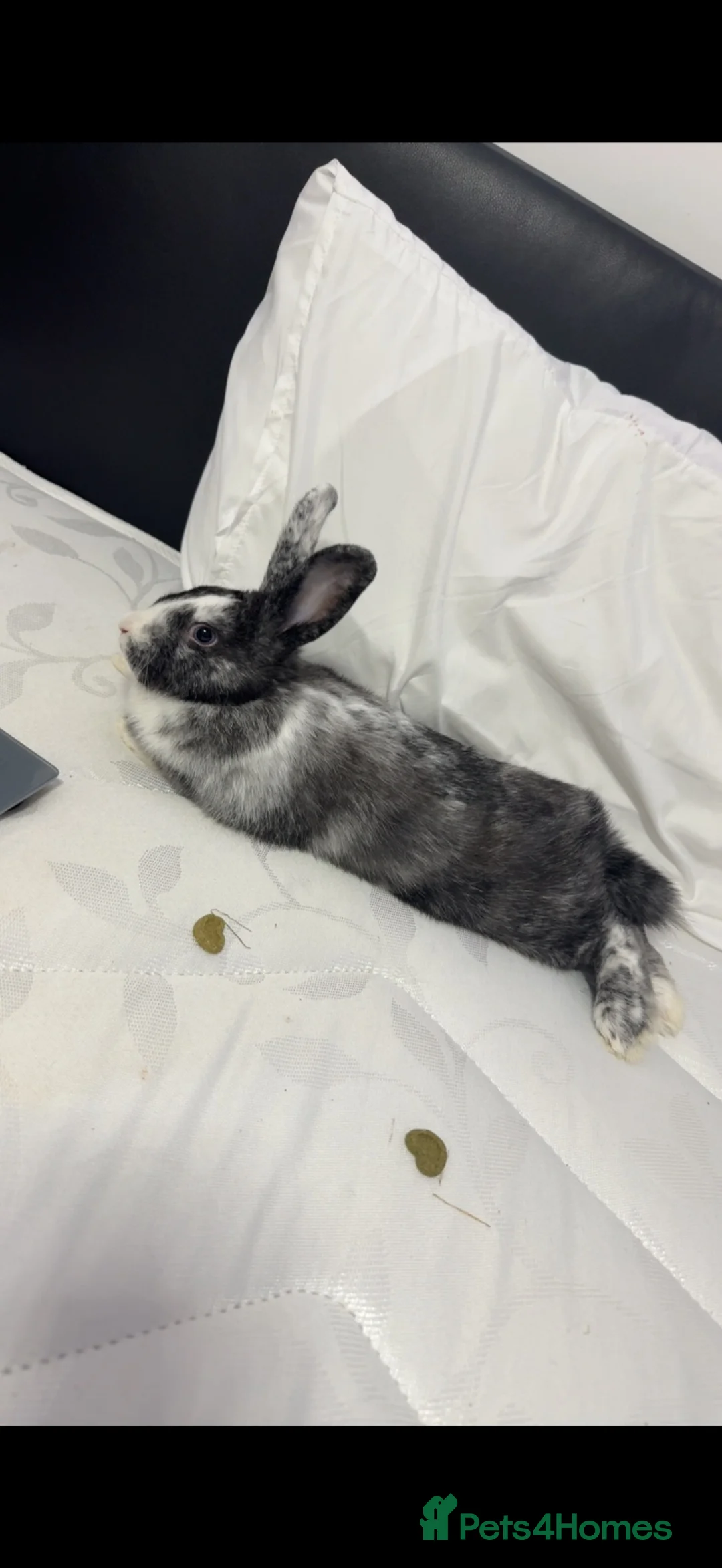 English rabbits for sale: Rabbit female  in Cheadle - Advert 2
