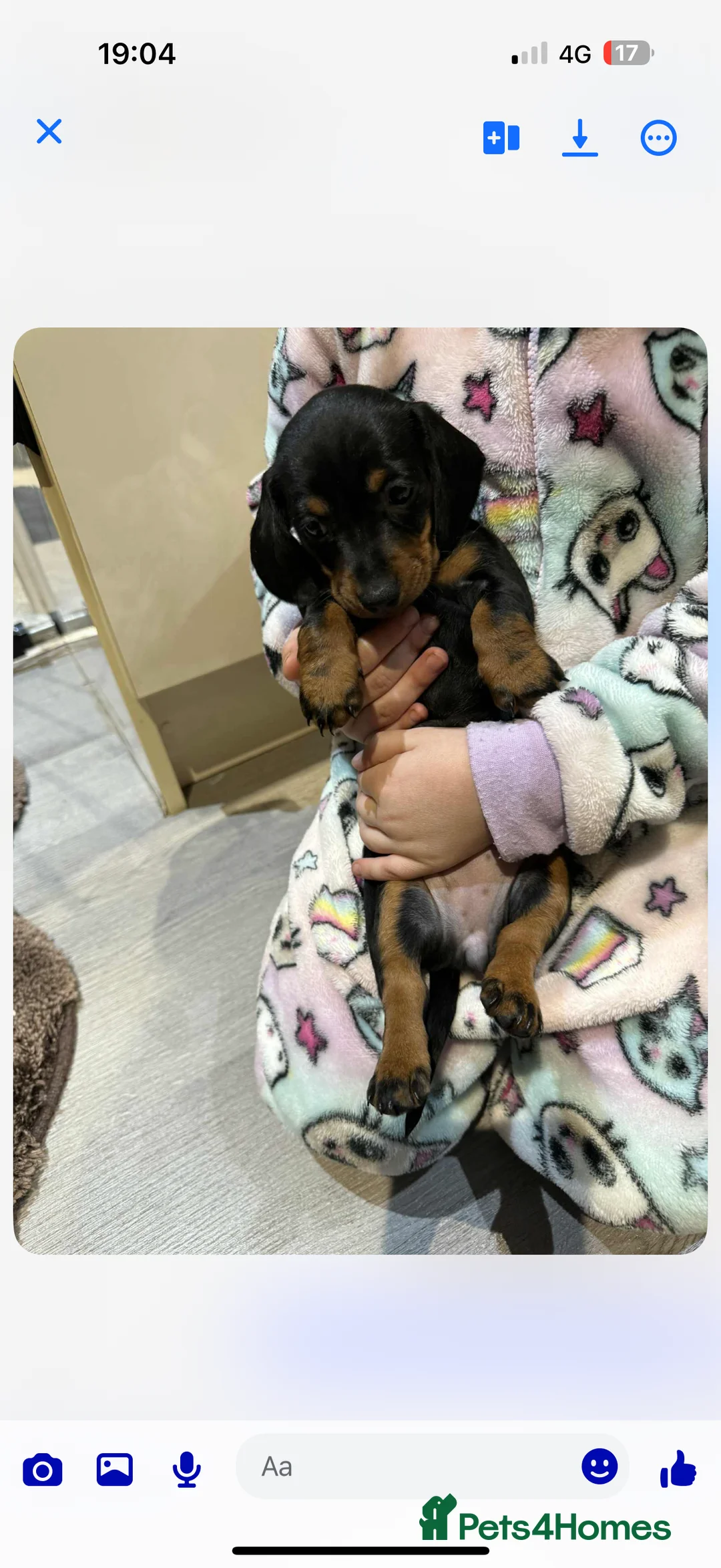 Miniature Dachshund dogs for sale: Black and Tan miniuter dauchound  - Advert 5