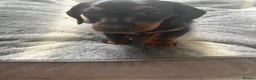 Miniature Dachshund dogs for sale: Beautiful miniature dachshund puppies  - Advert 18