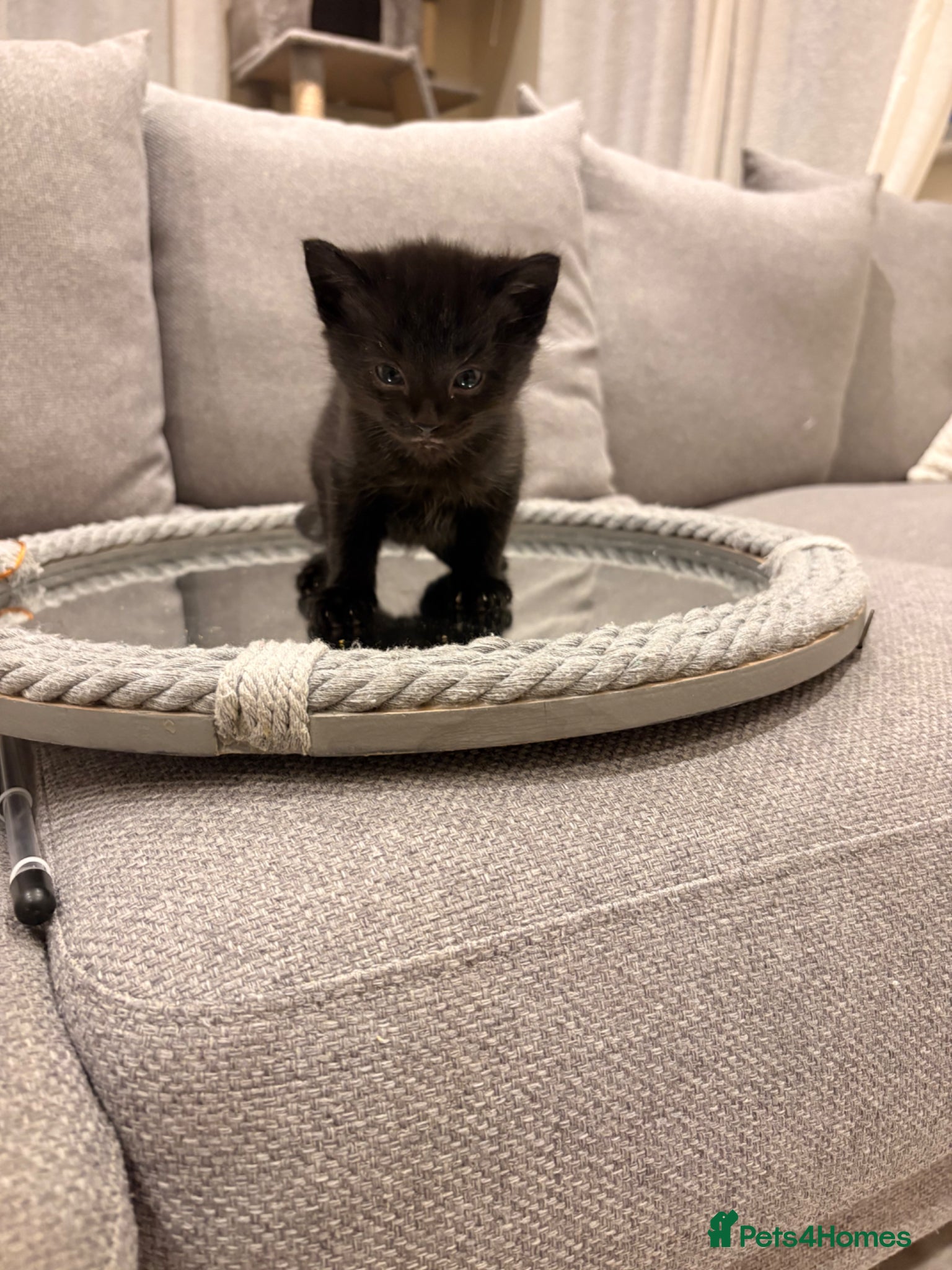 Mixed Breed cats 1 beautiful baby kitten left!  - Advert 1