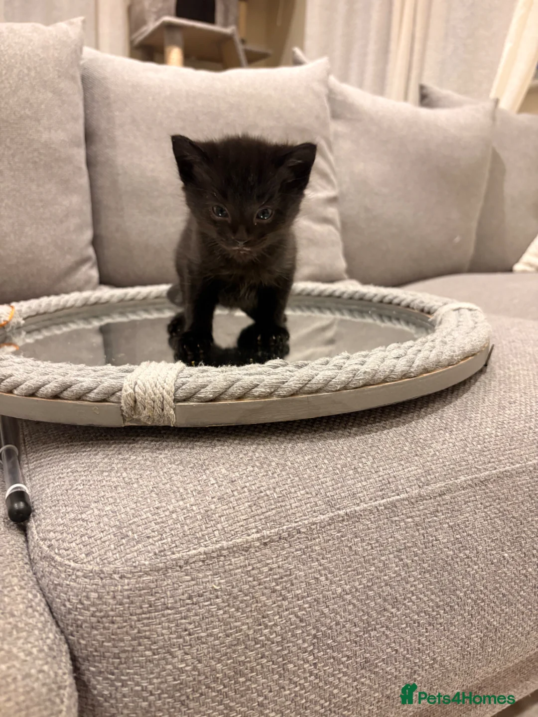 Mixed Breed cats for sale: 1 beautiful baby kitten left!  in Chichester - Advert 1