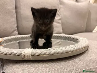 Mixed Breed cats 1 beautiful baby kitten left! - Advert 1