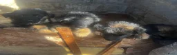 German Shepherd dogs for sale: 5 puppies Geman shepherd long hair - Advert 11